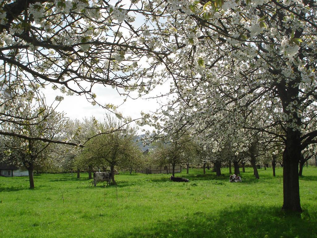 Jumièges Chambres D'Hotes Au Temps Des Cerises מראה חיצוני תמונה